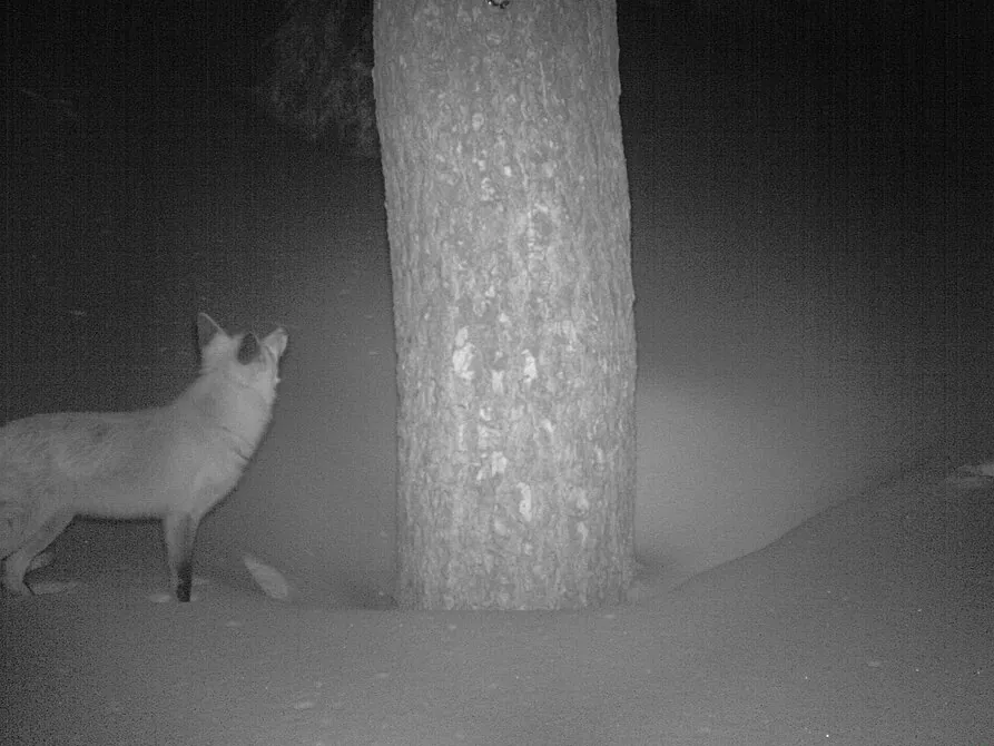 Nachtfoto einer Wildkamera: ein Rotfuchs neben einem Baum, vom Detektor umrandet und als Rotfuchs benannt, 95%